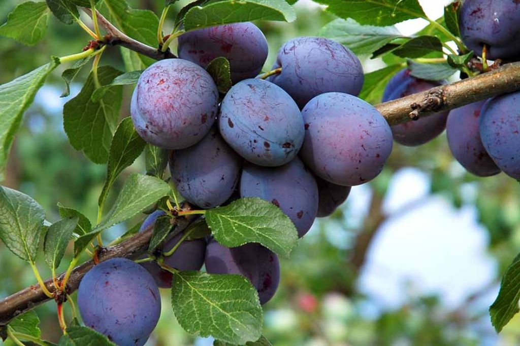 Black Amber Plums Plants